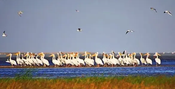 SEYFE GÖLÜ KUŞ CENNETİ