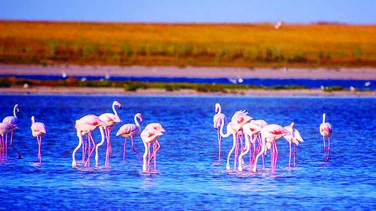 SEYFE GÖLÜ KUŞ CENNETİ