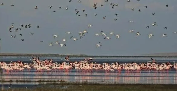 SEYFE GÖLÜ KUŞ CENNETİ